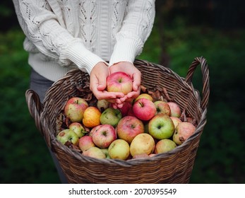 Pink with stripes fresh apples from branches in women's hands on a dark green background. Autumn harvest festival. Warm atmosphere, natural eco-friendly products