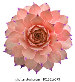 Pink Succulent Isolated