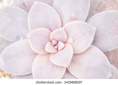 Pink Succulent In Macro Photo