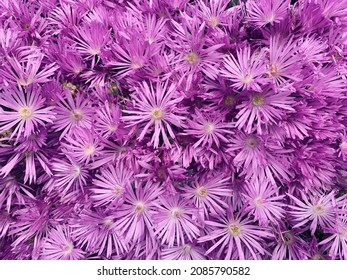 Pink Succulent Plant Flowers Called Pig Face, Pretty Floral Background