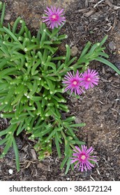 Pink Succulents, Beach Flowers, Water Wise Plant 