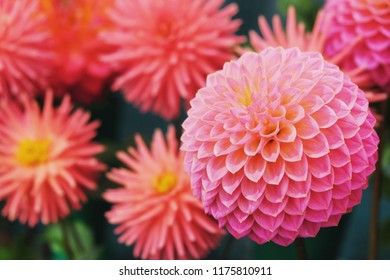 Pompom Dahlia Images Stock Photos Vectors Shutterstock