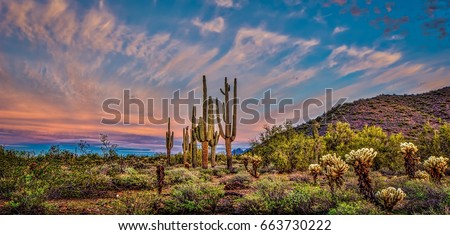Pink Sunrise I - Mighty saguaros are featured in a Sonoran desert sunrise panoramic landscape.  The Arizona cloudy skies make a dramatic presentation.  