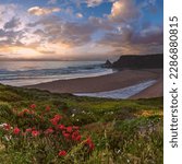 Pink sunset ocean scenery with wild  flowers blossoming on summer Odeceixe beach (Aljezur, Algarve, Portugal).