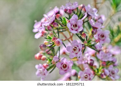 Pink Swan River Myrtle Flowers On The Plant, Closeup.