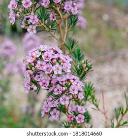 Pink Swan River Myrtle Flowers On The Plant, Closeup, In A Square Format.