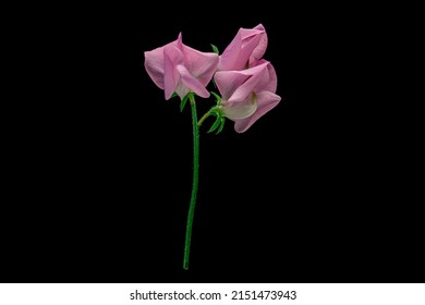 The Pink Sweet Pea Flower On Black Background