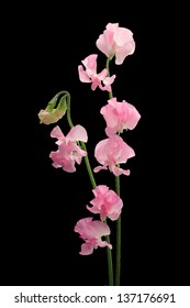 Pink Sweet Pea Isolated On Black Background