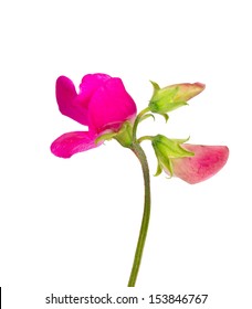 pink sweet pea isolated on white