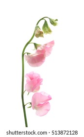 Pink Sweet Pea Isolated On Black Background