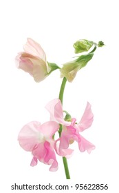 Pink sweet pea isolated on white background