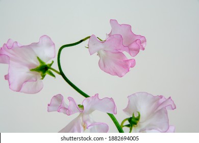 Pink Sweet Pea On White Background
