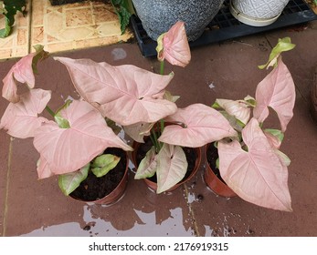 Pink Syngonium Or Keladi Merah Jambu Or Scientific Name  Syngonium Podophyllum In The Plastic Pot. On The Wet Brown Tile Floor. Beautiful Ornamental Evergreen Plant. Aerial View. Gardening And Hobby