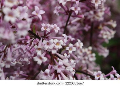 Pink Syringa prestoniae Redwine closeup