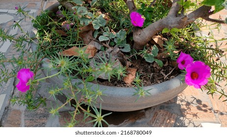 Pink Table Roses In A Pot, Lalbagh Botanical Garden.