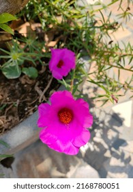 Pink Table Roses In A Pot, Lalbagh Botanical Garden.