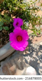 Pink Table Roses In A Pot, Lalbagh Botanical Garden.