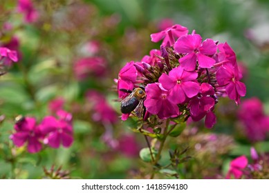 Pink Tall Garden Phlox In Bloom, Phlox Paniculata