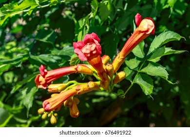 Pink tecoma stans
