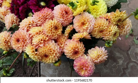 Pink Tender Dahlia Bouquet