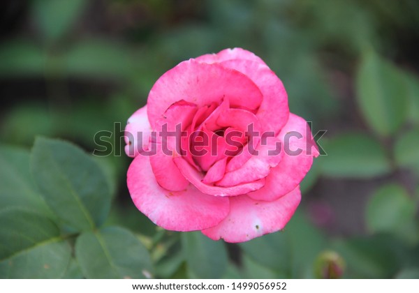 Pink Tender Rose Lit By Sun Stock Photo Edit Now 1499056952