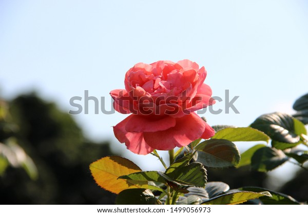 Pink Tender Rose Lit By Sun Stock Photo Edit Now 1499056973