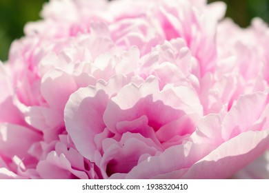 牡丹花库存照片 图片和摄影作品 Shutterstock