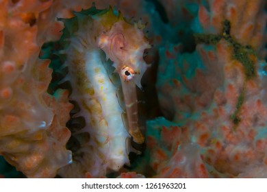 Pink Thorny Seahorse Hides In Pink Sea Sponge