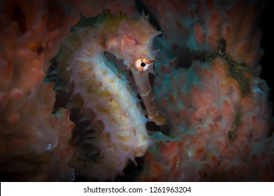 Pink Thorny Seahorse Hides In Pink Sea Sponge