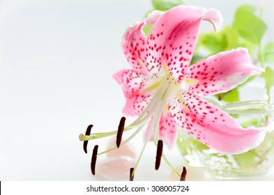 Pink Tiger Lily In Arrangement 