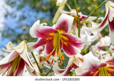 Pink Tiger Lily Flowers Close Up