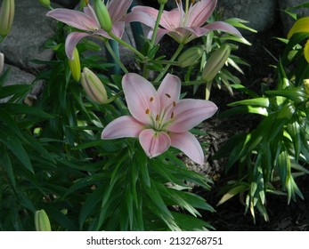 A Pink Tiger Lily In The Shadows