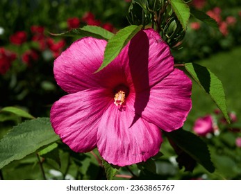 Pink tinged flower of the Swamp Rose Mallow, Crimsoneyed Rosemallow (Hibiscus moscheutos). Tropical flower in the garden on a bright day. Pop up flower between green leaves.
