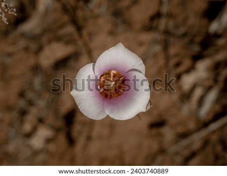 Pink Tinged Sego Lily Blooming in Zion National Park