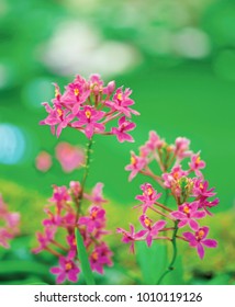 pink tiny flowers