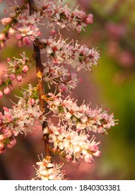 Pink And Tiny Flowers Of Saltcedar,