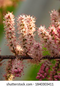 Pink And Tiny Flowers Of Saltcedar,