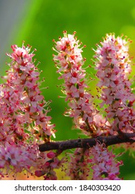 Pink And Tiny Flowers Of Saltcedar,