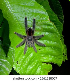 Pink Toed Tarantula Of The Amazon Rain Forest In Peru