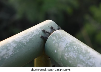 Pink Toed Tarantula In A Pipe