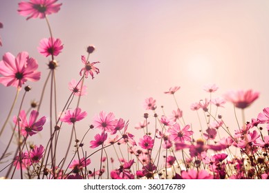 Pink tone of cosmos flower field. Sweet and love in valentine day background concept