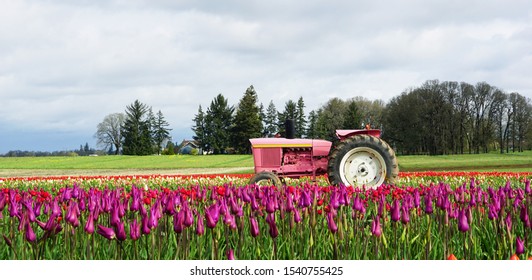 Pink Tractor In Colorful Tulip Field, Woodburn, Oregon, USA 