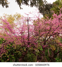 Pink tree