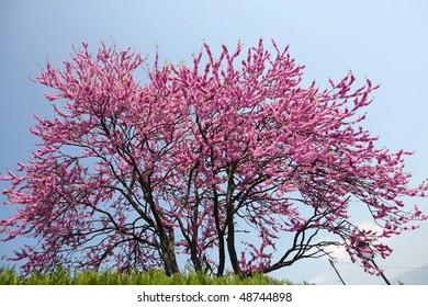 Pink tree