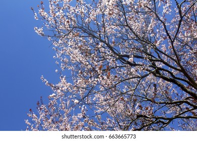 Pink Tree in Bloom