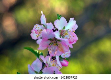 Pink Tree Flower Putah Creek