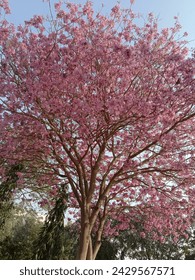 Pink tree at its full bloom