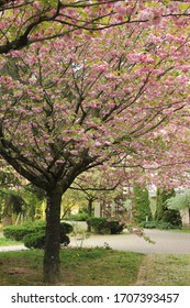 pink tree in spring time