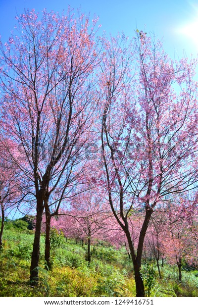Pink Tree Wild Himalayan Cherry Blossom Stock Photo Edit Now Pink Tree Wild Himalayan Cherry Blossom Stock Photo Edit Now