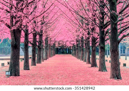 Pink tree,Nami Island in Korea